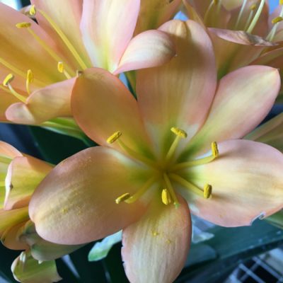SH104 Cameron's Tipperary Medium Pink/Peach with Green Throat