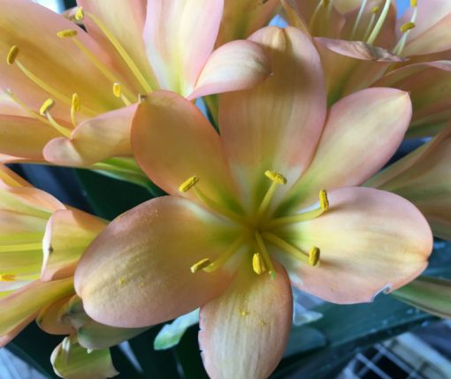 SH104 Cameron's Tipperary Medium Pink/Peach with Green Throat