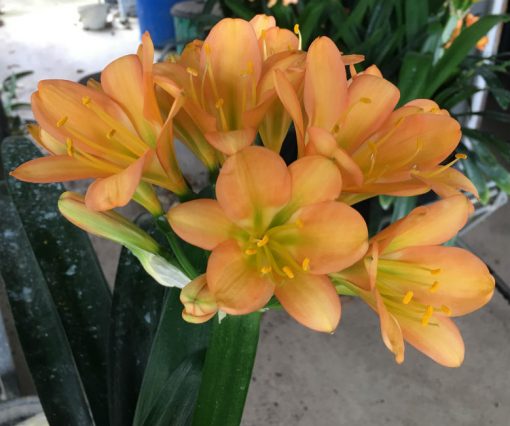 SH104 Cameron's Tipperary Medium Pink/Peach with Green Throat - Image 2
