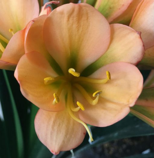 SH105 Cameron's Tipperary Dark Peach with Green Throat - Image 2