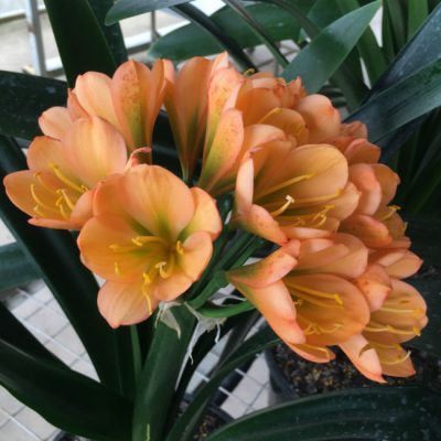 SH105 Cameron's Tipperary Dark Peach with Green Throat