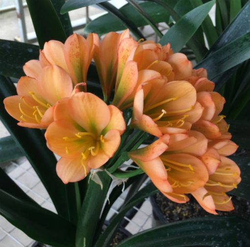 SH105 Cameron's Tipperary Dark Peach with Green Throat