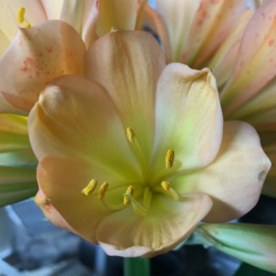 SH106 Cameron's Tipperary Mid Toned Clivia miniata