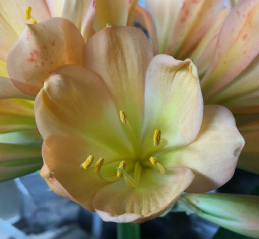 SH106 Cameron's Tipperary Mid Toned Clivia miniata