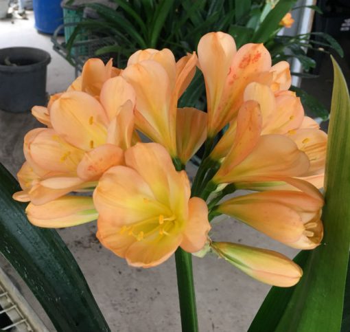 SH106 Cameron's Tipperary Mid Toned Clivia miniata - Image 2