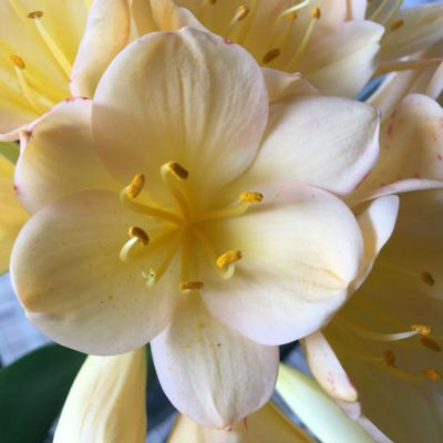 SH107 Light Toned Cameron's Tipperary Pink Blush/Peach Clivia miniata