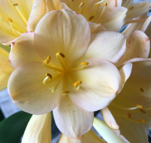 SH107 Light Toned Cameron's Tipperary Pink Blush/Peach Clivia miniata
