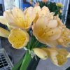 SH107 Light Toned Cameron's Tipperary Pink Blush/Peach Clivia miniata - Image 2