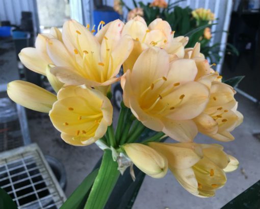 SH107 Light Toned Cameron's Tipperary Pink Blush/Peach Clivia miniata - Image 2