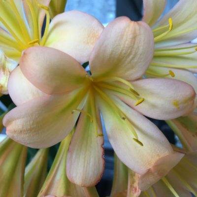 SH109 Light to Mid Pink/Peach Clivia miniata