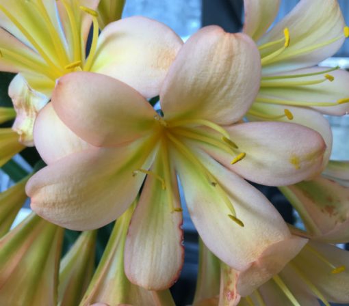 SH109 Light to Mid Pink/Peach Clivia miniata