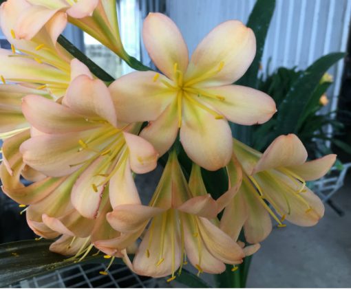 SH109 Light to Mid Pink/Peach Clivia miniata - Image 2