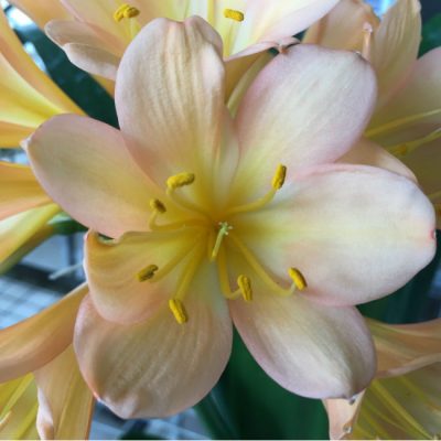 SH110 Light Peach Clivia miniata with Pink blush