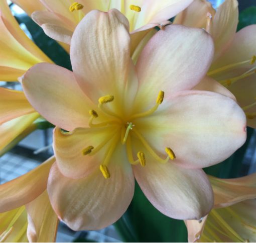 SH110 Light Peach Clivia miniata with Pink blush
