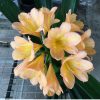 SH110 Light Peach Clivia miniata with Pink blush - Image 2