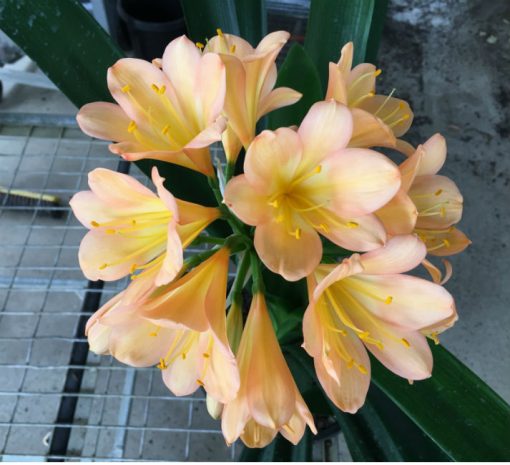 SH110 Light Peach Clivia miniata with Pink blush - Image 2