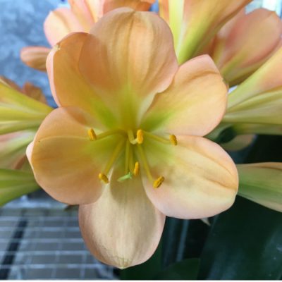 SH111 Mid toned Peach Clivia miniata with green center