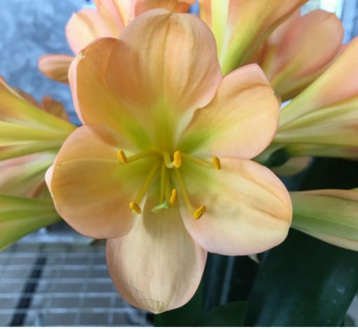 SH111 Mid toned Peach Clivia miniata with green center