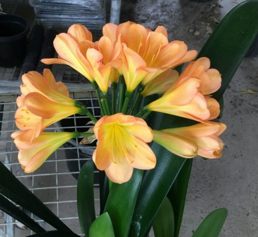 SH111 Mid toned Peach Clivia miniata with green center - Image 2