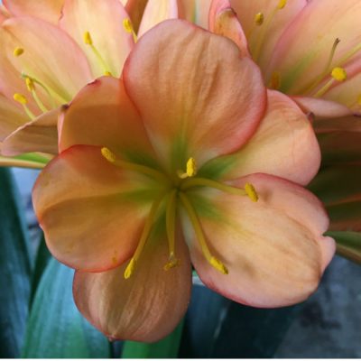 SH112 Dark Peach Clivia miniata with green center