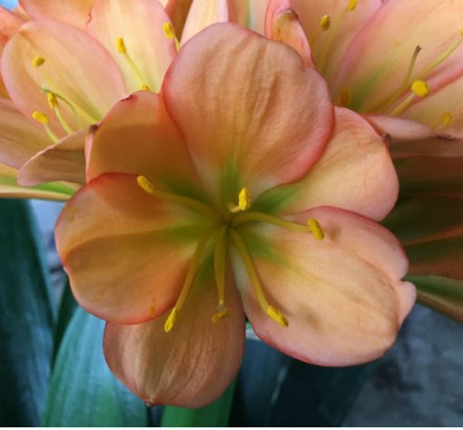 SH112 Dark Peach Clivia miniata with green center