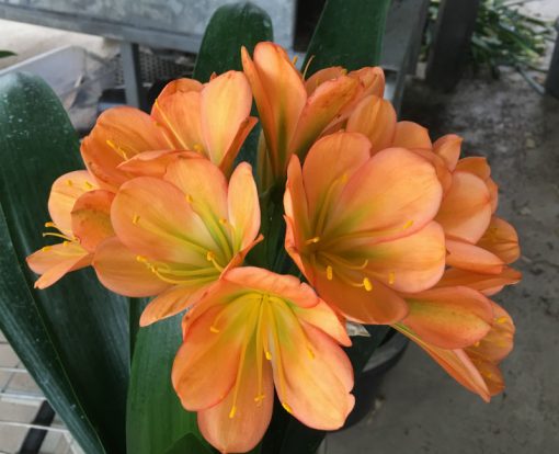 SH112 Dark Peach Clivia miniata with green center - Image 2