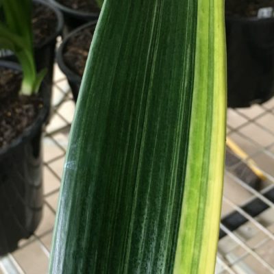 SH113 Cameron's Tipperary Variegated Peach Clivia miniata