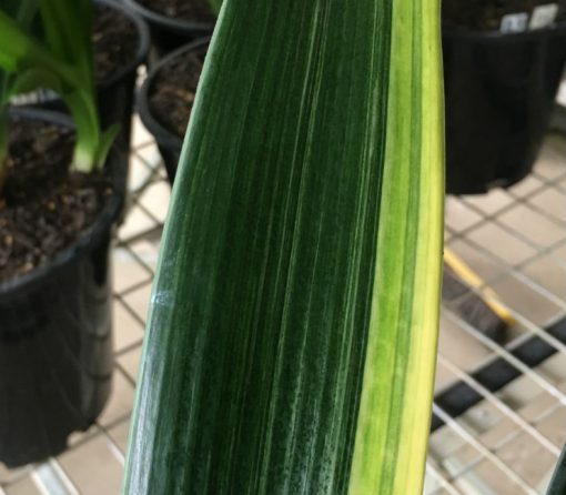 SH113 Cameron's Tipperary Variegated Peach Clivia miniata