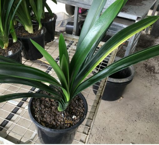 SH113 Cameron's Tipperary Variegated Peach Clivia miniata - Image 3