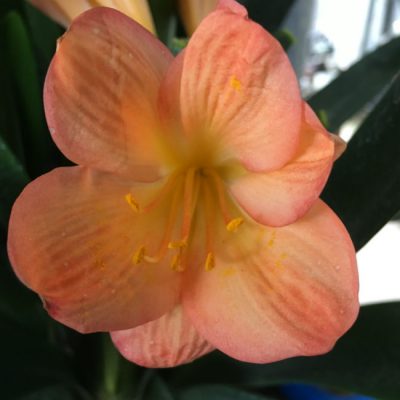 SH114 Mid to Dark Peach Clivia miniata with broad petals