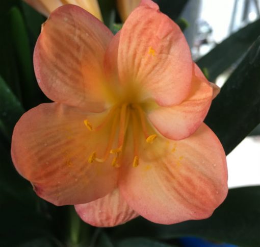 SH114 Mid to Dark Peach Clivia miniata with broad petals