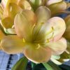 SH115 Light to Medium Peach Clivia with Pink blush - Image 2