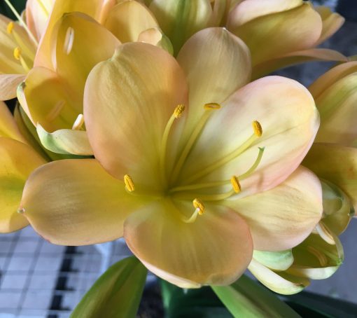 SH115 Light to Medium Peach Clivia with Pink blush - Image 2
