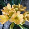 SH115 Light to Medium Peach Clivia with Pink blush