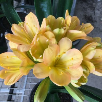 SH115 Light to Medium Peach Clivia with Pink blush