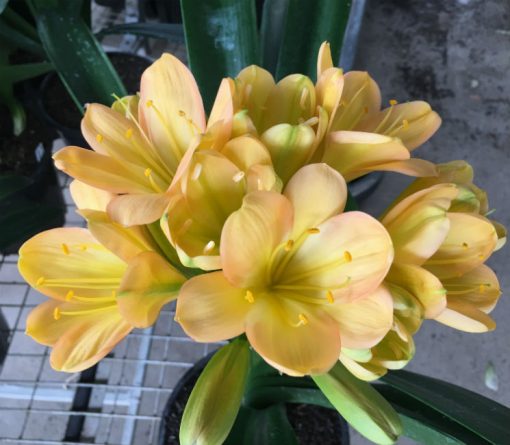 SH115 Light to Medium Peach Clivia with Pink blush