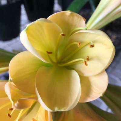 SH116 Light Peach Clivia miniata with green center and inward flexed petals