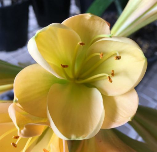 SH116 Light Peach Clivia miniata with green center and inward flexed petals