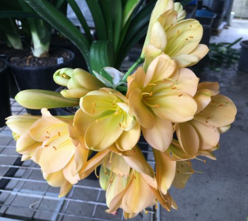 SH116 Light Peach Clivia miniata with green center and inward flexed petals - Image 2