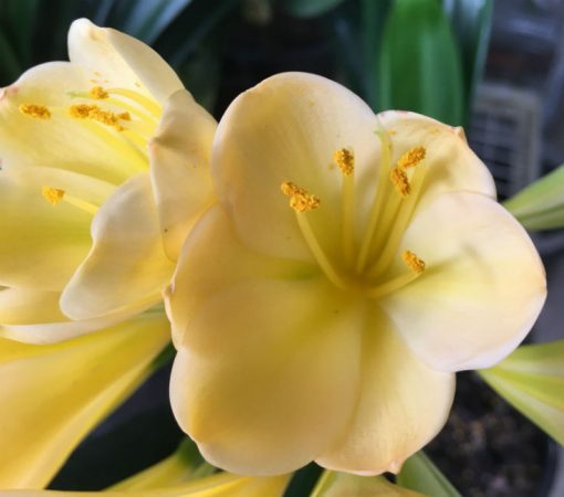 SH117 Light Yellow/Peach Clivia miniata with light green center - Image 2