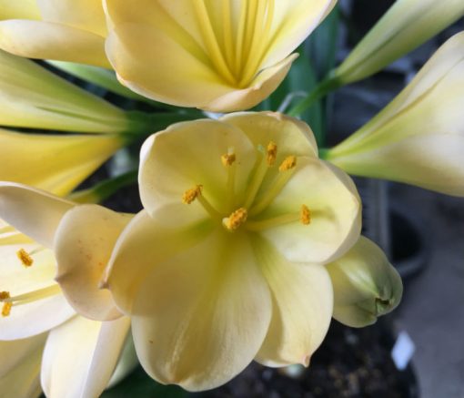 SH117 Light Yellow/Peach Clivia miniata with light green center - Image 3