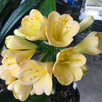 SH117 Light Yellow/Peach Clivia miniata with light green center