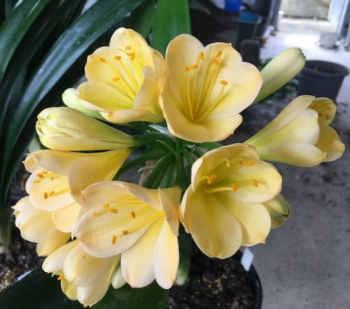 SH117 Light Yellow/Peach Clivia miniata with light green center