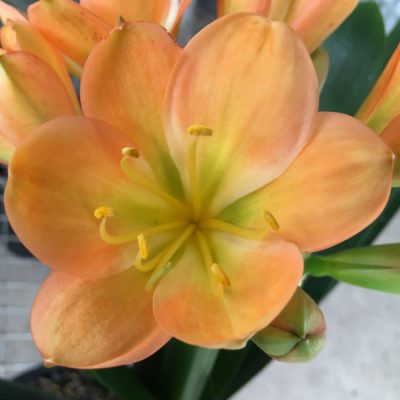 SH118 Medium toned Peach Clivia miniata with green center