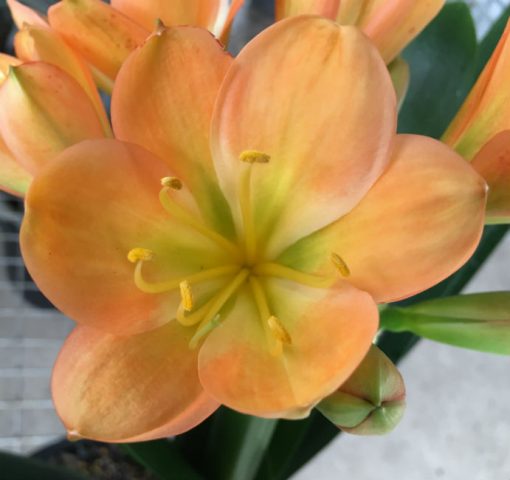 SH118 Medium toned Peach Clivia miniata with green center
