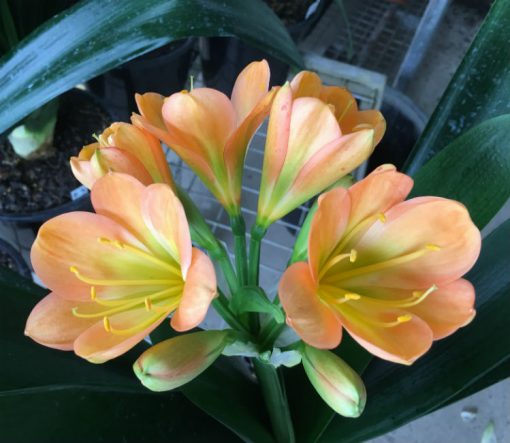 SH118 Medium toned Peach Clivia miniata with green center - Image 2