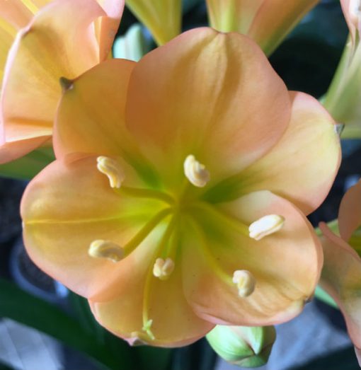 SH119 Cameron's Tipperary Mid Peach with green center - Image 2