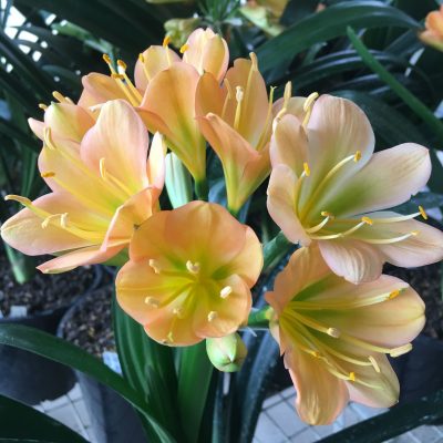 SH119 Cameron's Tipperary Mid Peach with green center