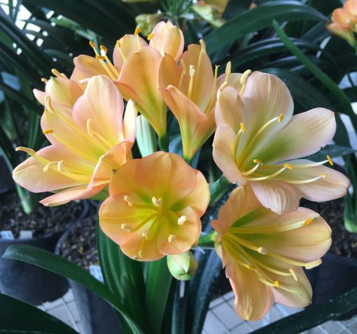 SH119 Cameron's Tipperary Mid Peach with green center
