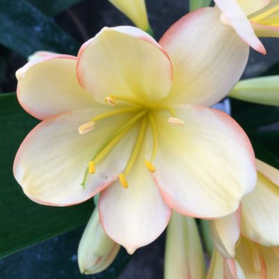 SH120 Very Light Peach/Yellow Clivia miniata with Pink diffusion to the sepal edges
